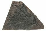 Silurian Fossil Crinoid (Scyphocrinites) Plate - Morocco #214245-1